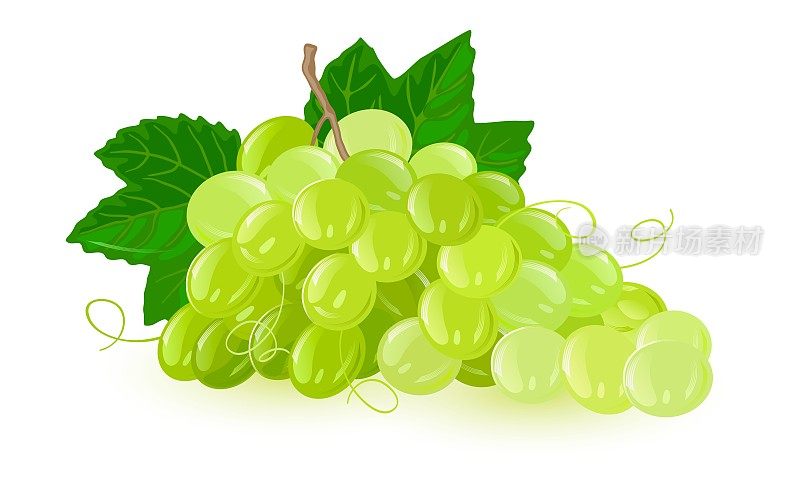 Bunch of green grapes with leaves. Fruit with sweet or sour flavour